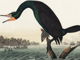 Plakat 100x75cm Kormoran Rogaty, J.J. Audubon Vintage do Salonu
