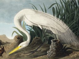 Plakat 100x75cm Czapla Biała, J.J. Audubon Vintage do Salonu