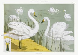 Plakat 29,7x21cm Dzikie Łabędzie, Verneuil Vintage do Salonu