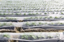 GARDEN COVERING 17 G 1.6X250 M WHITE