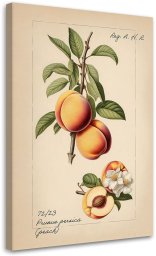 Feeby obraz na płótnie owoce vintage brzoskwinia 40x60 medium