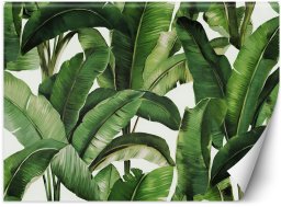 Feeby Fototapeta Zielone liście tropikalne 450x315 xxl