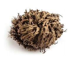 Róża jerychońska PREZENT GADŻET