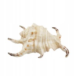 Lucart Aqua Natura Dekoracja akwarystyczna muszla duża 12cm