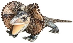 Agama 65cm