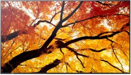 M982 98IN UHD LFD D-LED