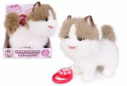 Kot chodzący na smyczy biało rudy