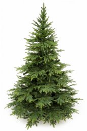 Kadax wierk Kaukaski 220 cm