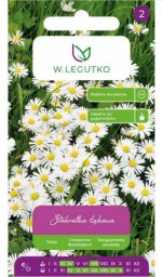 Legutko Stokrotka pospolita, łąkowa -biała