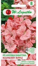 Legutko Pelargonia Divas F1- Raspberry Ripple - pstra pomarańczowo-czerwona