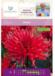 Legutko Dalia Diablo czerwona 1szt.