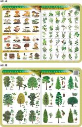  Grzyby, rośliny lecznicze i zioła, drzewa liściaste i iglaste