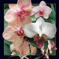  Worth Keeping Magnes 3D Orchidea