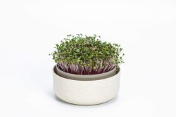 Kiełkownica do mikroliści z filtrem 16 cm beżowa Plastia Microgreens