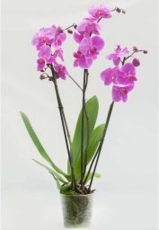 kwiatydonice Storczyk (Phalaenopsis) 3 pędy ciemnoróżowy d12