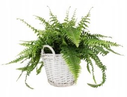 Tin Tours Kosz wiklinowy z uchwytami do obsadzenia biały 31 cm (TT265453/ALL)