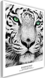  Feeby Obraz na płótnie – Canvas, biały tygrys 60x90