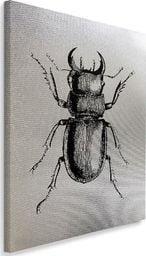  Feeby Obraz na płótnie - Canvas, Narysowany owad 1 70x100