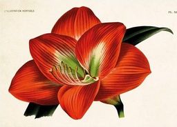  Skona Ting Karnet ST335 B6 + koperta Amarylis kwiat