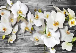  DecoNest Fototapeta - Oziębłe orchidee III - 100X70