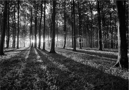  DecoNest Fototapeta - The Light in the Forest - 100X70