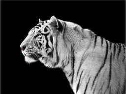  DecoNest Fototapeta - Biały tygrys - 400X309