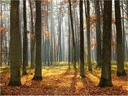  DecoNest Fototapeta - Autumn trees - 350X270