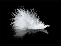  DecoNest Fototapeta - White feather - 200X154