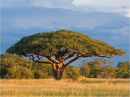  DecoNest Fototapeta - Afrykańska akacja - Park Narodowy Hwange, Zimbabwe - 250X193
