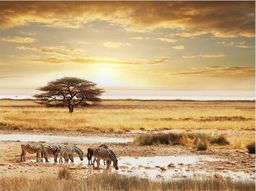  DecoNest Fototapeta - Afrykańskie zebry przy wodopoju - 250X193