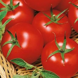  Kiepenkerl Pomidor Harzfeuer - Kiepenkerl