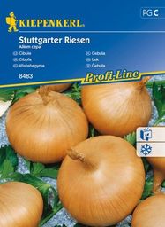  Kiepenkerl Cebula Stuttgarter Riesen Allium cepa
