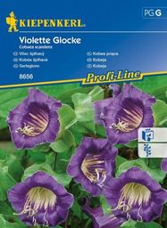  Kiepenkerl Kobea pnąca Violette Glocke Cobaea scandens