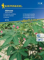 Kiepenkerl Mimoza wstydliwa Mimose Mimosa pudica