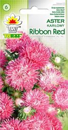 Toraf TORAF KWIATY Aster karłowy Ribbon RED nasiona 0,5g