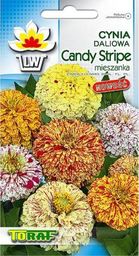 Toraf TORAF KWIATY Cynia daliowa Candy Stripe nasiona 1g
