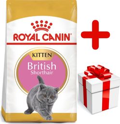  Royal Canin ROYAL CANIN British Shorthair Kitten 10kg karma sucha dla kociąt, do 12 miesiąca, rasy brytyjski krótkowłosy + niespodzianka dla kota GRATIS!