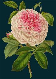 Madame Treacle Karnet B6 z kopertą Róża