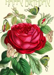  Madame Treacle Karnet B6 brokat z kopertą Urodziny Róża