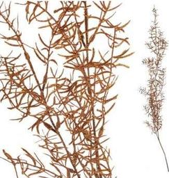  Aluro Roślina sztuczna - asparagus copper_Aluro