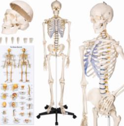  Tectake Anatomiczny Model Szkieletu Ludzkiego 