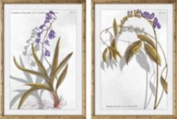  DKD Home Decor Obraz DKD Home Decor Rośliny botaniczne (50 x 2 x 70 cm) (2 pcs)