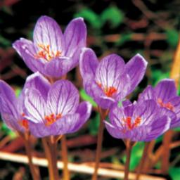  Benex CROCUS - KROKUS JESIENNY SPECIOSUS 5 szt.