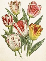  Skona Ting Karnet ST406 B6 + koperta Tulipany