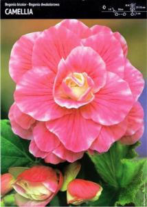 Benex Begonia Dwukolorowa Camellia 3 szt. 1