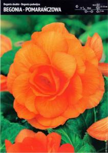 Benex Begonia Podwójna - Pomarańczowa 3 szt. 1