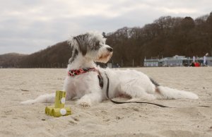 Totulo Najbardziej ekologiczne woreczki na kupy 10 rolek 4