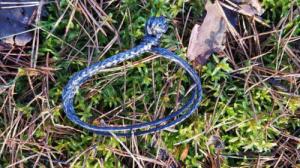 Bushmen Miękka Szekla do hamaków Bushmen 10kN - zielona Uniwersalny 2