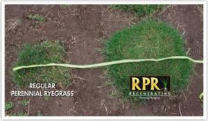 Barenbrug Trawa RPR Play Sport 1kg 8