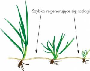 Barenbrug Trawa RPR Play Sport 1kg 9